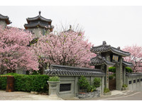 梦幻赏樱胜地！阳明山上蝉意优雅的“东方寺”