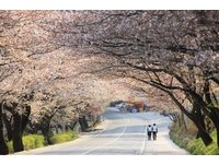 全韩最美一条路！情侣必去“十里樱花路”雪白隧道求婚