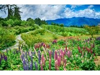 好像一支支彩色冰淇淋！台中“福寿山农场”鲁冰花海超美