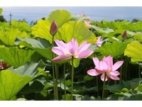 揭开夏天的序幕　白河莲花季5日登场