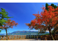 两周限定浪漫美景！阿里山秋季第一波樱花红叶