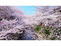 目黑川樱花林河岸奇幻梦境！东京十大必访绝美赏樱名所