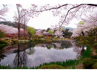 韩国樱花前线提早5天　4月7日就能在首尔赏樱花