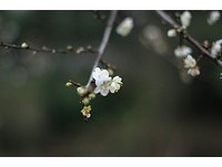 嘉义梅山公园达7成开　下周进入最后花期