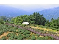 嘉义梅山“太兴岩步道”　茶园环抱景观超美