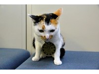 日本冈山猫站长“玉玉”　被“站长妈妈”收养才能长大