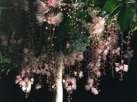 夏夜的璀璨烟火！全台“穗花棋盘脚”爆满盛放