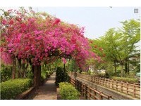 搭公车游台南“莱茵河”　盛开九重葛染紫绿色河畔