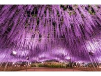 超梦幻！“花海界的尼加拉瀑布”　日本足利紫藤花海正美
