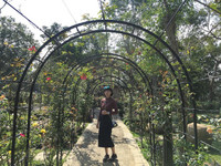 苗栗免费景点　一次能看到200种多肉植物、玫瑰花！