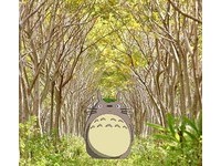 盘点全台5处“龙猫隧道”！跳进动画中寻觅豆豆龙脚步