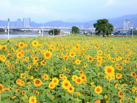 台北免费赏花景点！8个篮球场大的向日葵花海在这里