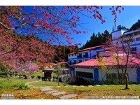 阿里山花季3/10登场！　7处推荐赏樱点、交通管制必看