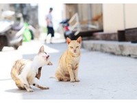 被封为“秘境喵星人岛”　澎湖虎井屿猫比人多红到海外