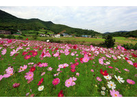 韩国梦幻季节限定外拍景点　波斯菊花海仿佛置身天堂！