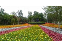 新年必游超大花海！“花在彰化”年初一溪州公园