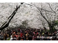武汉“樱花之乡”？陆企日本打广告被轰“不知亡国恨”