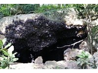 探索全世界蝙蝠旅游　菲律宾金氏纪录洞穴有180万只！