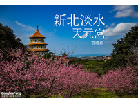 想去淡水天元宫赏樱趁现在！徜徉在粉红世界好浪漫