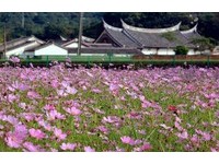 花彩节大溪、中坜花海正开　芦竹、大园彩虹跑道接棒