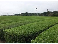 窥探日本茶好喝的秘密！直击九州茶园、荒茶厂现场