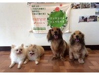 带毛孩外宿“12个禁忌”　这几点让宠物友善民宿好伤心