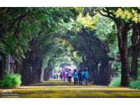 秋季森呼吸免费景点　彰化1.5公里长“栾树隧道”好浪漫