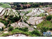 层层叠叠蜿蜒迂回　初夏的葛源梯田美得像画卷