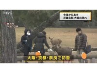 小鹿在雪中奔跑　大阪、京都迎来入冬第一场雪