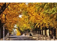 【广编】恋上山东“枫”光登场　9／30前限量好礼送