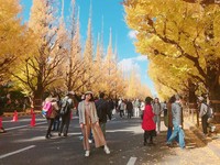 走入唯美金黄色世界！东京超好拍4大梦幻银杏打卡景点