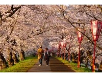 春樱缘结～花见日本山阴山阳　感受和风季节情怀