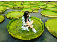 每日50名！大王莲免费坐　双溪公园奇幻漂浮9日起网络报名