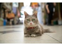 跟着猫咪去旅行！这些日本景点因为“它”而红