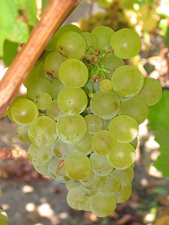 片来源：维基百科http://zh.m.wikipedia.org/zh-tw/白苏维翁#/media/File:Sauvignon_blanc_grapes.jpg