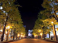 秋季限定！札幌市区夜间赏银杏　整条路都变金黄色了
