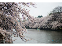 樱花百选之一！井之头恩赐公园“赏樱”游湖、风景如画