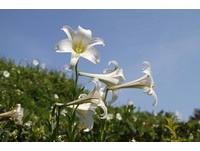 野百合也有春天！全台“百合花”秘境大搜罗