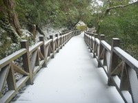桃园拉拉山降初雪3公分　千年巨木群变银白世界