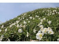 满山尽开野百合　听“白色号角”在北海岸吹响自然之声