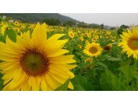 苗栗冬日最美风景！万朵向日葵花海开满台一线