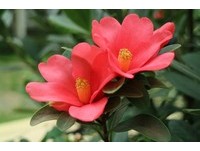 阳明山上惊见“香奈儿”　双色山茶花夏日正盛开