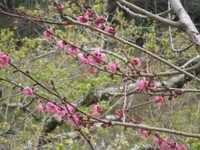 梅花开了！南投信义踏雪寻梅活动抢先登场