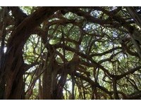 到白榕园探险！最快明年三月开放《少年PI》场景