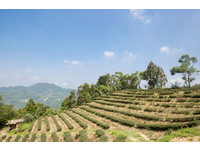 石碇坪林茶乡小旅行　享受被茶香包围的幸福时刻