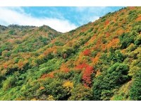 秋季北横植物换新装！桃园赏红叶六大美丽地点