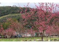 宜兰大同乡樱花纷飞　花季系列活动2月开跑！