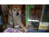 超级sales！东京柴犬“小柴君”卖香烟成火红景点