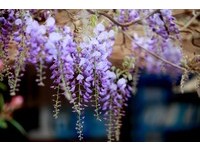 紫色瀑布沿着藤架流泄而下　嘉义“瑞里紫藤花季”登场