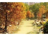 该去哪赏秋景？全台十一处赏落羽松地区让你秋天超有感